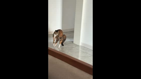 Cat hilariously frightens itself repeatedly in Gansu, China