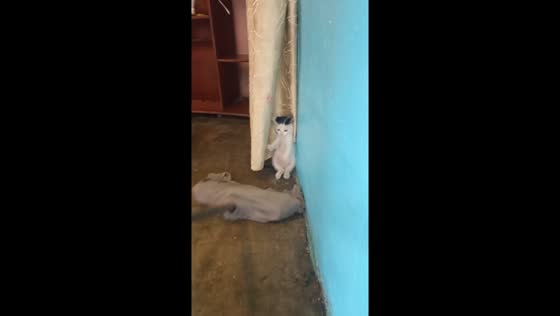 Venezuelan kitten hilariously battles broom