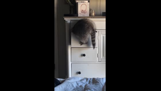 Raccoon retreat: Itty seeks solitude in drawer nap