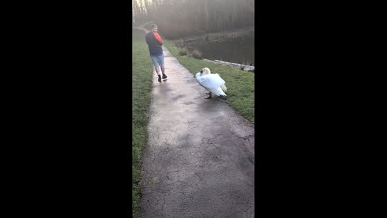 Swan chases man and companion near pond in Sunderland, England, UK