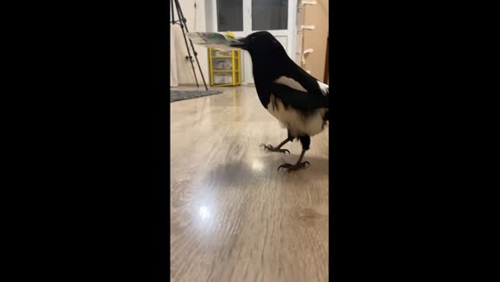 Feathered financier: Russian bird shows selective taste for currency
