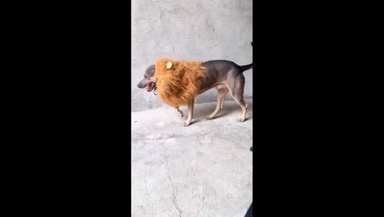 Dog walks home wearing lion-like costume in San Pablo, Laguna, Philippines