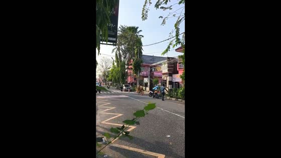 Cow runs loose on road in Lamongan, Java, Indonesia