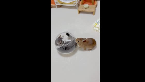 Cat and rabbit playtime: cat snuggles in goldfish bowl