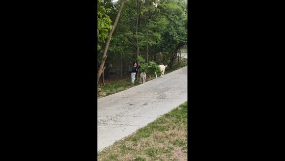 Boy helps hungry sheep reach tree leaves in Shandong, China