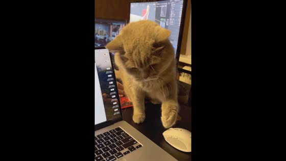 Cat interrupts laptop use in Ukraine