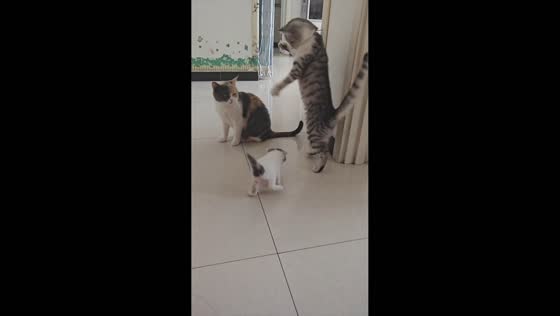 Three playful cats tumble into each other in Hebei, China