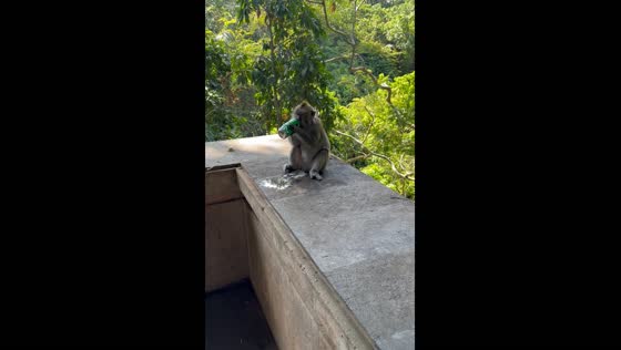Monkey steals Sprite can in Ubud, Bali