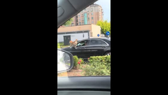 Dog rides on outside of moving car in Beijing, China