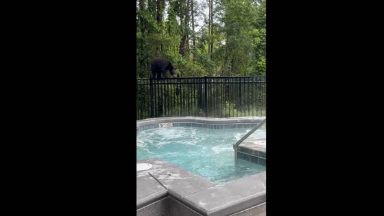 Bear invades hotel pool area in Gatlinburg, Tennessee