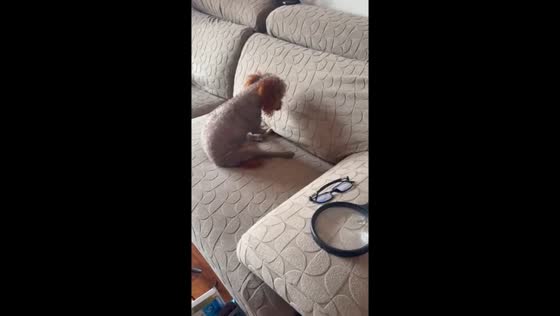 Dog playfully digs on sofa in Hebei, China