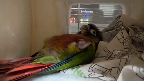 Parrot pretends to sleep to get attention in Liaoning Province, China