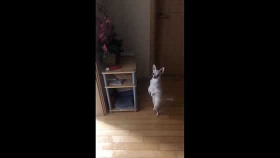 Chihuahua walks on hind legs in Seoul, South Korea