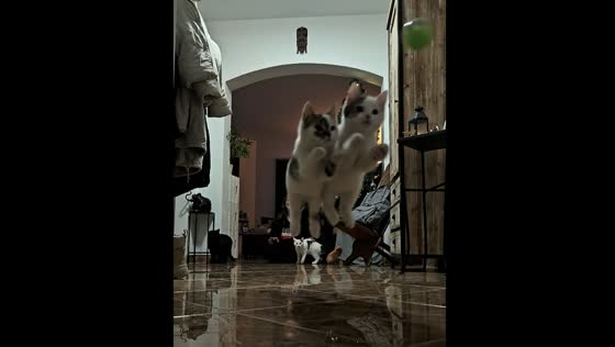 Kittens jump in synchronization for ball in Steyr, Austria