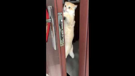 Clever cat opens door in Anhui, China
