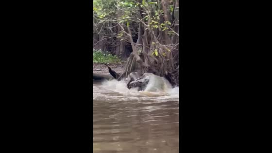 Baby elephant fends off crocodile in Sandakan, Malaysia