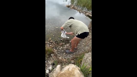Seagull rescued after being found trapped in Russia