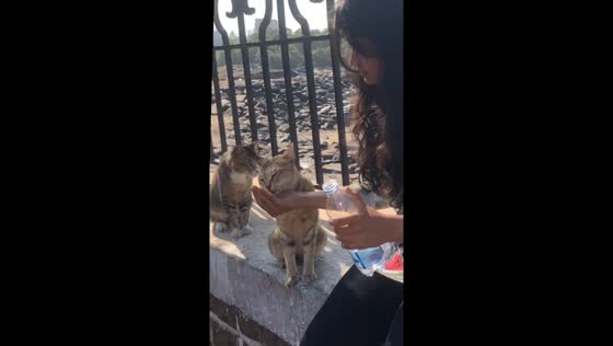 Kind act in Mumbai: giving water to thirsty stray cats