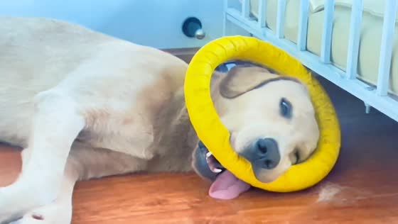 Adorable Labrador naps with toy halo in Sichuan, China