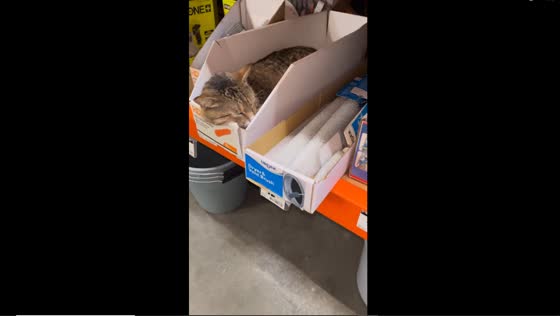 Leo the boxed-in cat: a cozy spot amongst shelves in Burlington County