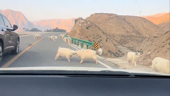 Goats block traffic as two Angora goats fight on a mountain road in Gansu, China