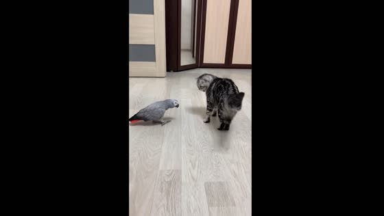 Parrot's attempt at conversation meets cat's indifference in Moscow