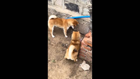 Two dogs pop balloon while playing chase in Liaoning, China