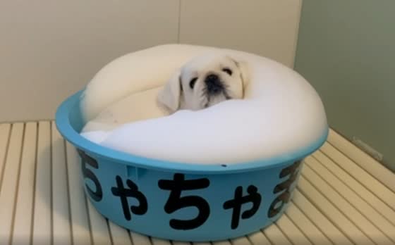 Adorable dogs Mt. Fuji Shiro-nii-san and Kuroo-san having fun in bubble bath