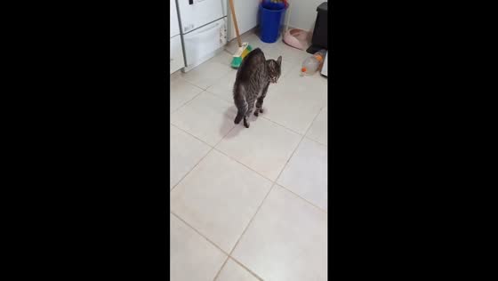 Cat makes bold move towards dogs, then unexpectedly retreats