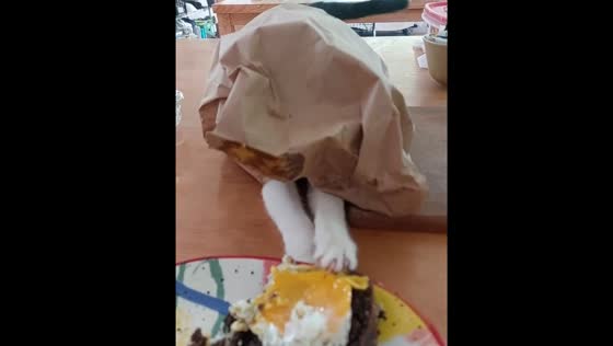 Cat named Chica tries to steal breakfast in La Pitahaya, Mexico