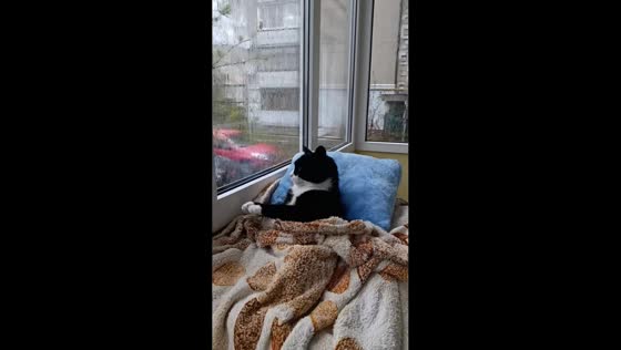 Cat relaxes by window during rainy weather in Ukraine