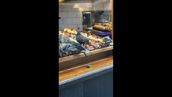 Pigeons’ waffle feast at Grand Place, Brussels, Belgium