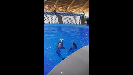 Dolphins play catch in Astana
