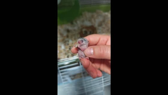 Tiny hamster pup munches on a seed with its eyes closed in Anhui, China