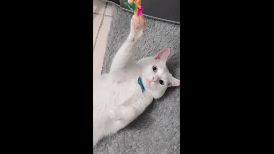Kitchen conundrum: cat caught in toy trouble