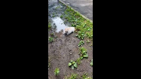 Muddy dog gets excited in puddle in Krasnodar, Russia