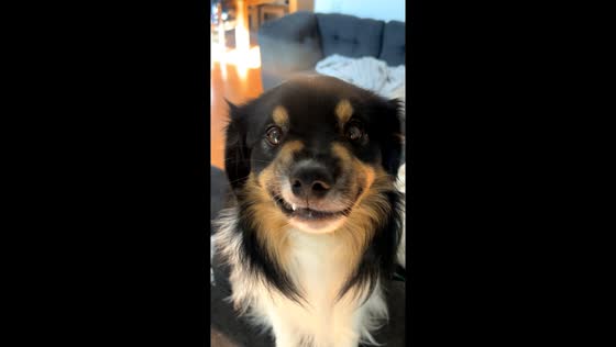 Guilty dog Stitch caught red-pawed in hilarious video 