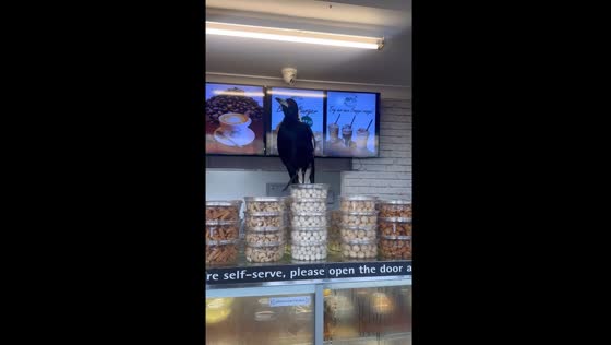 Magpie serenade: impromptu duet in Queensland store
