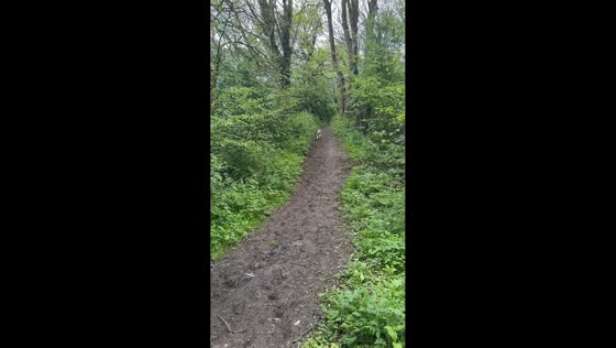 Dog stumbles while running on trail in Cheshire, UK
