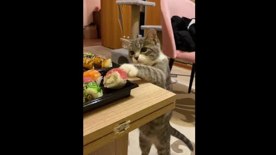 Cat sneaks fish from table during meal in Minsk, Belarus