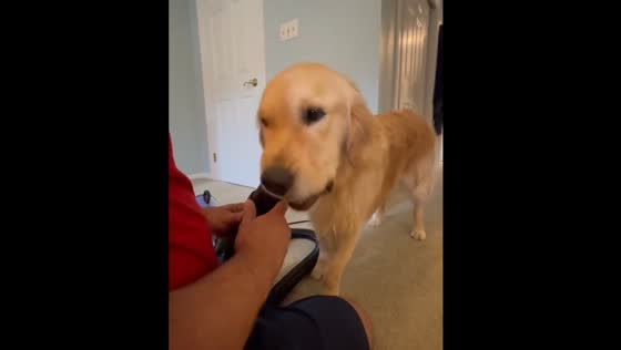 Dog tries to chew blow dryer in Millstone, New Jersey
