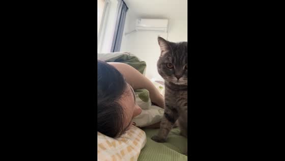 Adorable cat wakes up its owner in Beijing, China