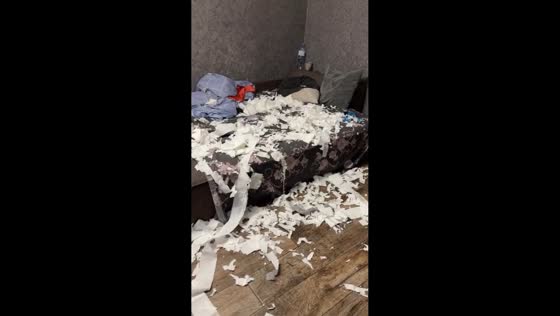 Dog lies innocently beside shredded tissue mess in Novokuznetsk, Russia