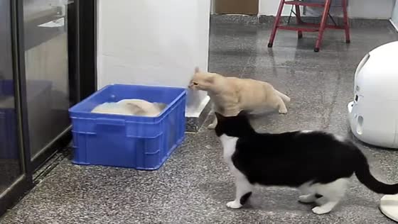 Cats caught fighting inside a crate in Zhejiang, China