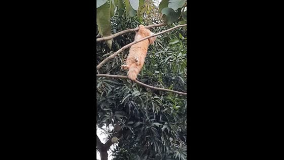 Fearless feline hangs tough on tree branch in Kudus, Indonesia