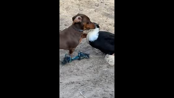 Dachshund plays with ducks in backyard in Middle Island, New York, USA