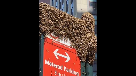 Swarm of bees spotted on bicycle and signboards in New York, USA