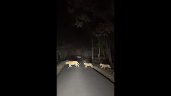 Tigeress and cubs cross road in Pench National Park, Madhya Pradesh