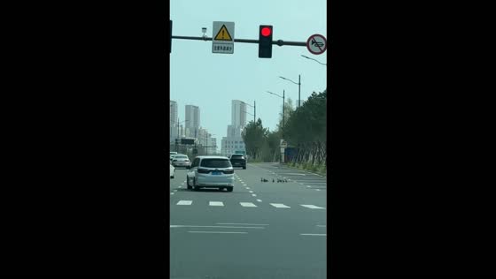 Drivers slow down to let a flock of ducklings cross the road safely in Changchun, China