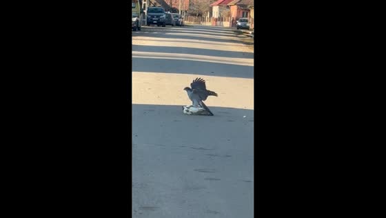 Northern goshawk attempts to carry chicken but drops it on road in Váralmás, Romania
